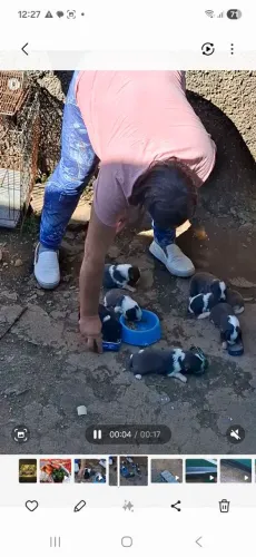 Filhote de Border collie fêmeas 400 reais, macho 300reais raça pura legítimo