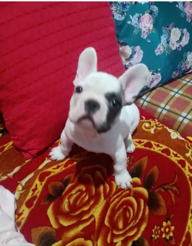 Buldogue francês Pedigree 