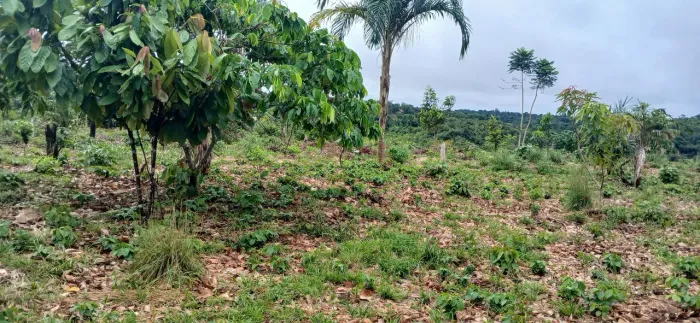 Vendo um terreno no ramal do japonês km 07
