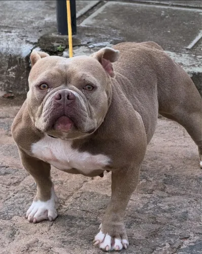 América bully 