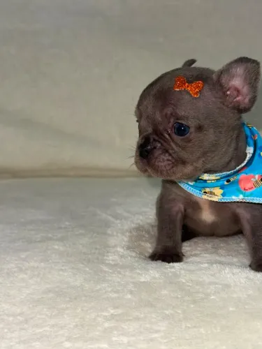 filhotes de bulldog Francês blue 
