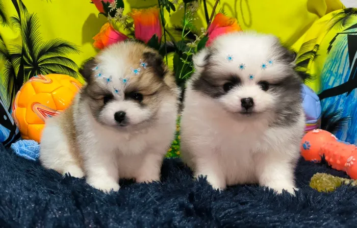 Lindos Lulu da Pomerânia Anões machinhos 