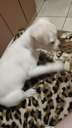 Doação fêmea pequena 
