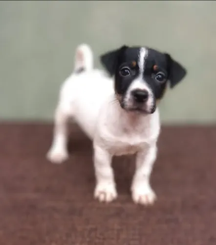 Cachorrinho do máscara Jack Russel com Pedigree