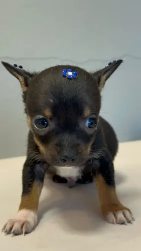 Pinscher pretinha linda