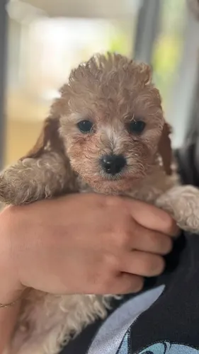 Filhotes Poodle Toy Champagne - Com Primeira Vacina