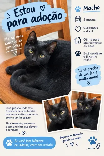 Doação de gatinhos ? 
