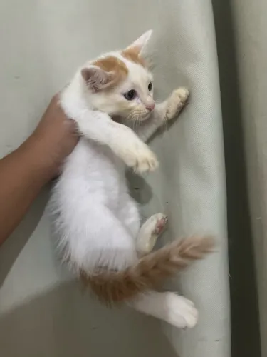 DOAÇÃO DE GATOS MACHOS