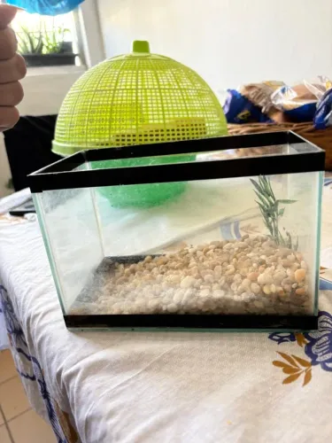 aquario