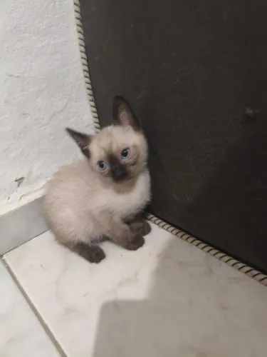 Doando gatinhos 