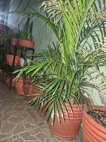 Palmeira