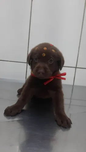 Labrador Amor em quatro patas