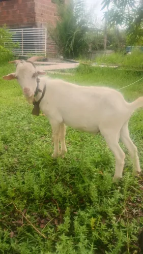 Cabrito Saanen 