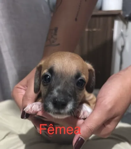 Adoção de pets