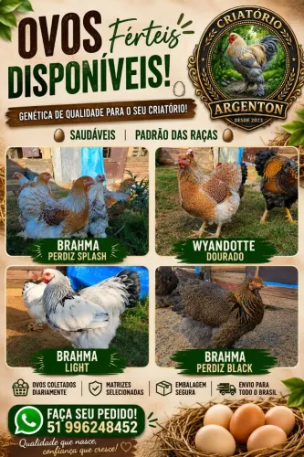Galinhas raça brahma e wyandottes 