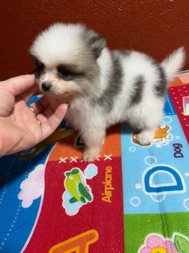 Spitz Alemão anao macho 