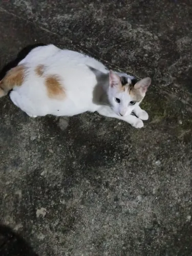 Doação de gatinha