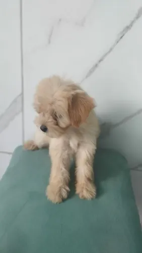 Vende se cães 
