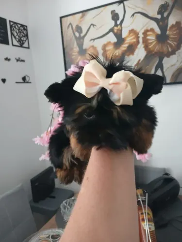 Lindo filhote ? micro machinho