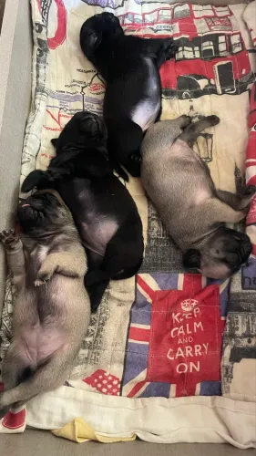Filhotes de pug