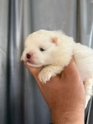 Lulu macho branco 