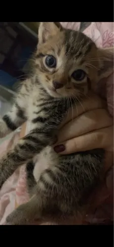 Gatinhos peludinhos para adoção