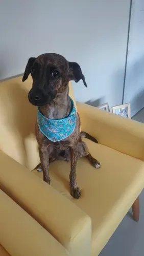 Porte pequeno castrado e vacinado