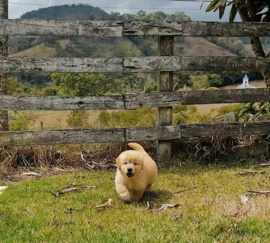 Golden vermifugado com 45 dias