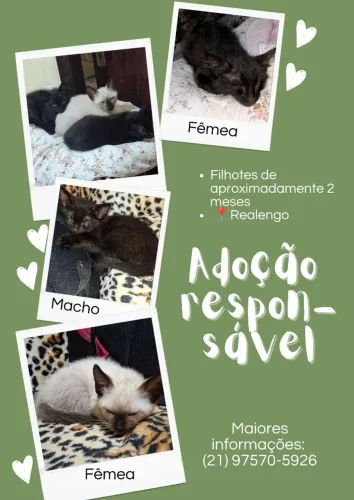 Doação de filhotes