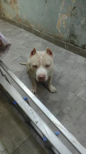 CACHORRO