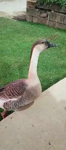 Ganso fêmea