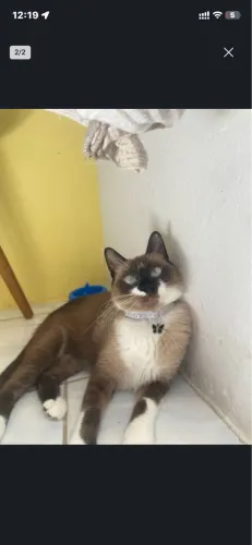 Doa-se gatinha siamês castrada e vacinada 