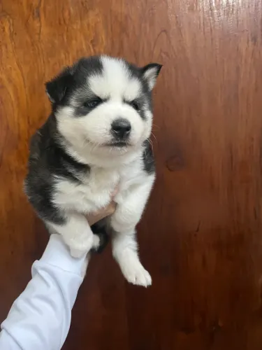 Husky Siberiano destaque entre cães de porte médio/grande