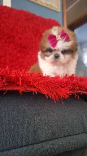 Micro shih tzu pura ( filhote de exposição