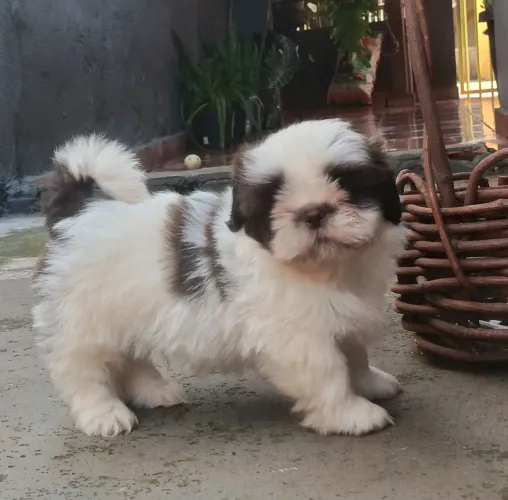 Filhote de Shih Tzu