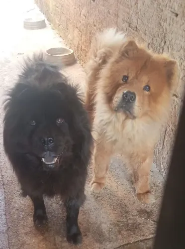 Doa se Chow Chow