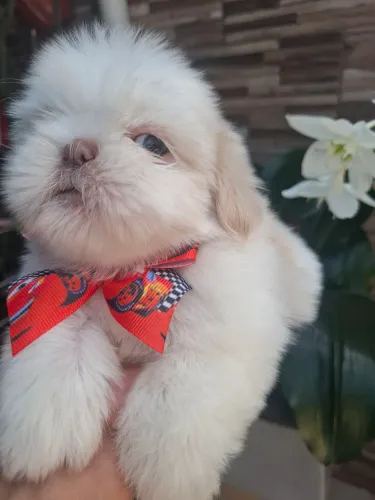 Lindíssimo machinho disponível para venda ?