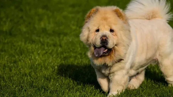 Filhotes Chow Chow Muito Fofos ?