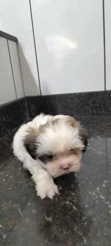 Filhotes de Shih tzu macho em Uberaba 