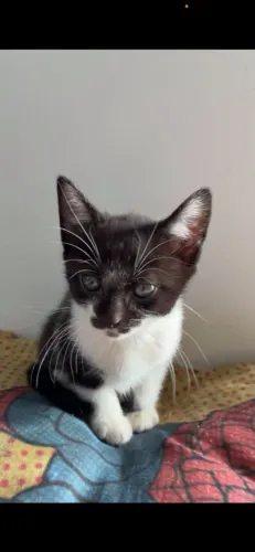 Doação gatos