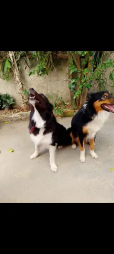Border Collie