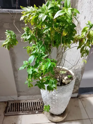 Vaso com suporte e  manjericão 