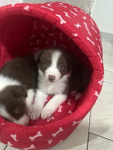 Filhote de Border Collie 