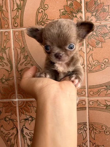 Chihuahua lilac pelo longo macho