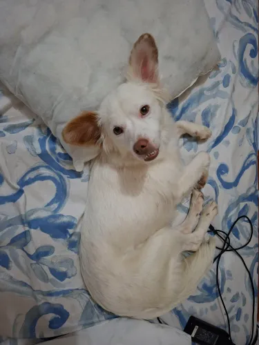 Doação de cachorrinha porte pequeno