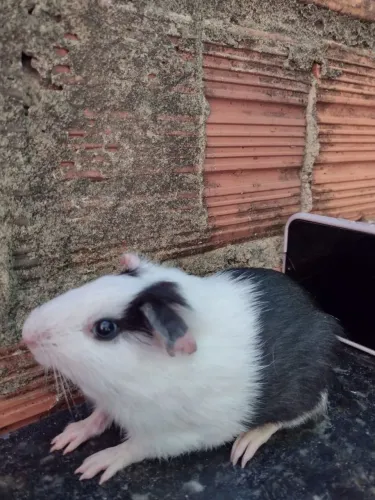 Vendo estes lindos Porquinhos da Índia