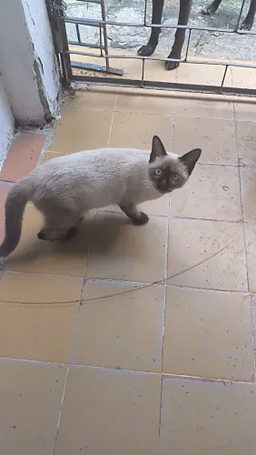 Gato pra adoção