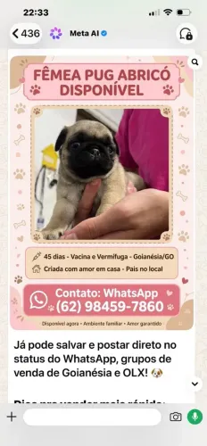 Estou vendendo esta cachorra Pang 45 dia já vacinada
