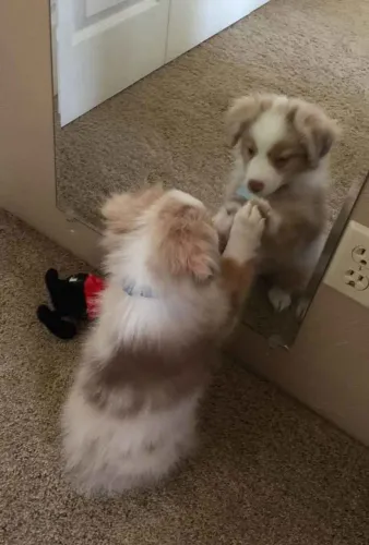 Filhote Border Collie, Venha conhecer os bebês mais fofos do mundo canino!
