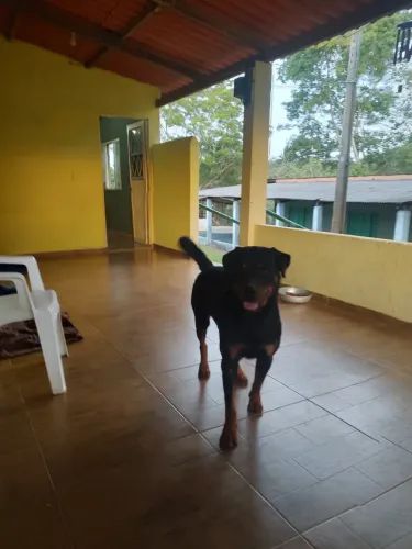 Doação responsável Rottweiler LEIA O ANÚNCIO